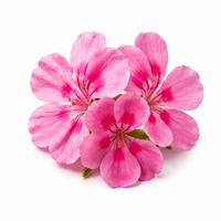 Geranium