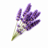 Lavendel